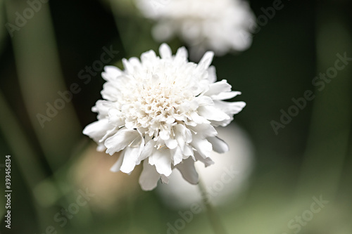 White Dahlia