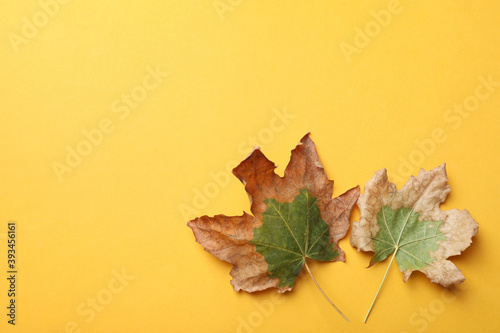 Dry autumn leaves on yellow background  flat lay. Space for text