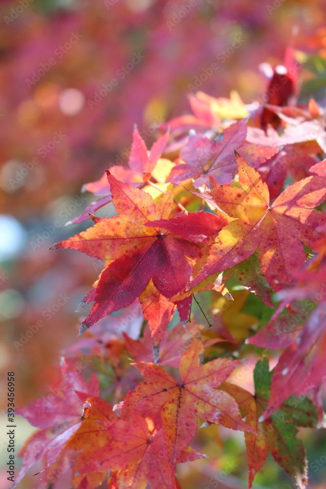 Fototapeta premium 奈良公園の紅葉