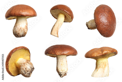 Set of fresh slippery jack mushrooms on white background