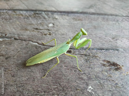 green praying mantis