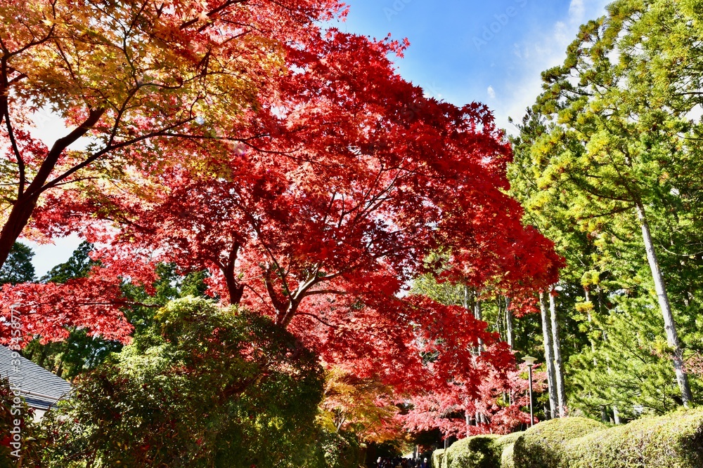 日本の和歌山の寺の紅葉, 高野山
