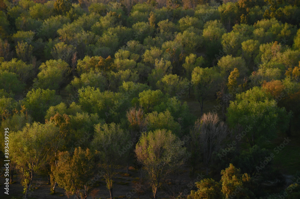 Fototapeta premium Árboles desde arriba