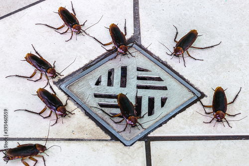 many cockroaches entering a dirty bathroom drain. Poor hygiene, problem with pests and insects at home. © RHJ