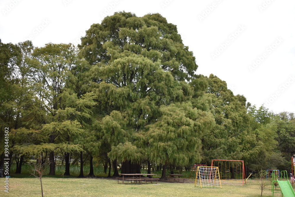 Gran árbol en un parque con juegos infantiles