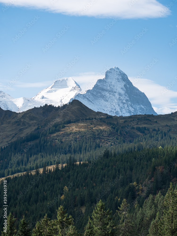 Eiger and Moench mountains behind evergreen forest Eiger and Moench mountains behind evergreen forest