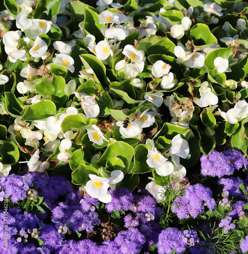 bees pollinate the beautiful bright Philadelphus and Ageratum in a sunny summer garden