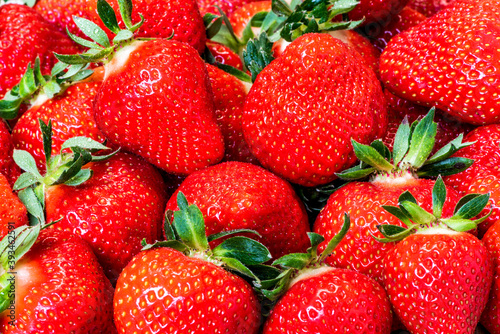 Fresh French Strawberry in Season