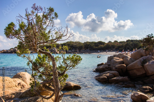 Tree at the beach in Sardegna Italy