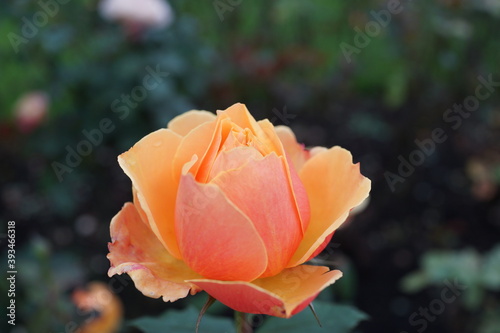 Wallpaper Mural アバウトフェイス　薔薇　オレンジ色　バラ　薔薇の花　ガーデニング Torontodigital.ca