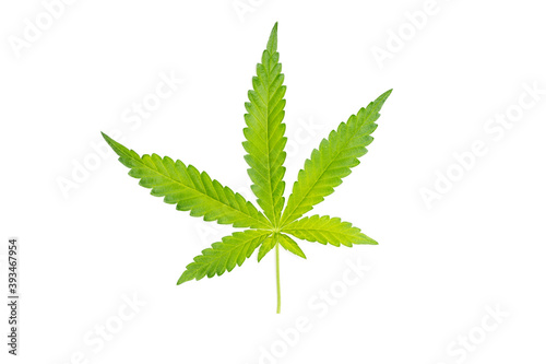 Cannabis leaf, Fading cannabis leaf isolated on white background