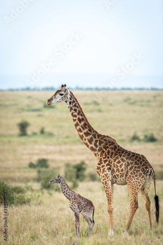 Canvas Print Newborn giraffe standing next to its mother in Masai Mara in Kenya