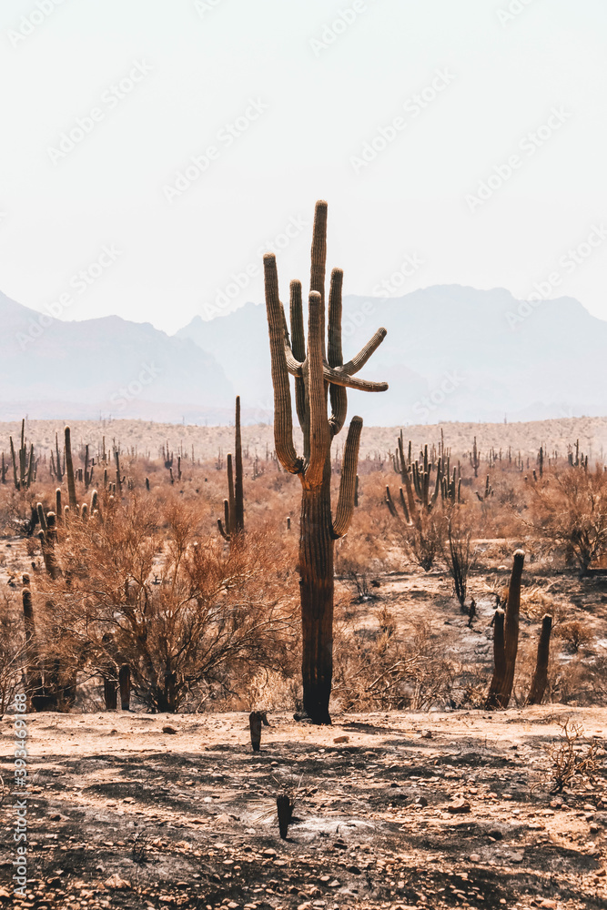 Saguaro after a Desert Fire Near Phoenix Arizona Saguaro after a Desert Fire Near Phoenix Arizona