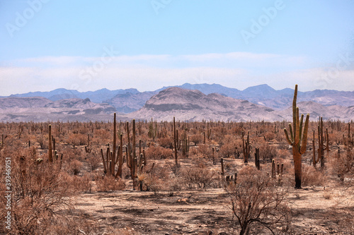 Saguaros after a Desert Fire Near Phoenix Arizona