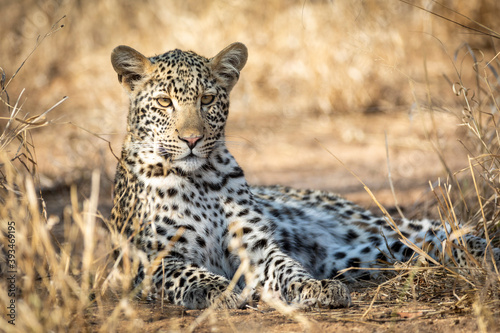 Adult leopard lying down in dry bush looking alert in Kruger Park in South Africa