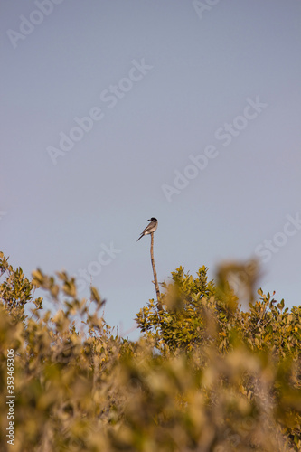 Bird on Branch 