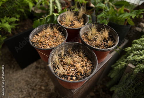 Plant cultivation. Closeup view of brown pots growing young decorative grasses in the urban garden. 