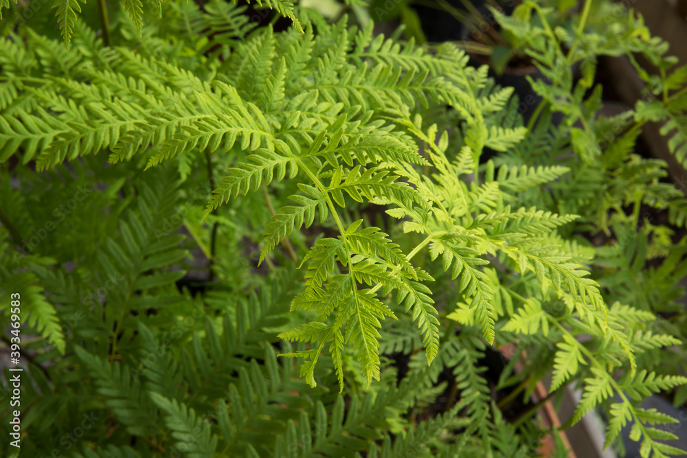 Exotic flora. Natural texture and pattern. Closeup view of Pteris tremula, also known as Australian brake fern, beautiful green fronds and foliage.