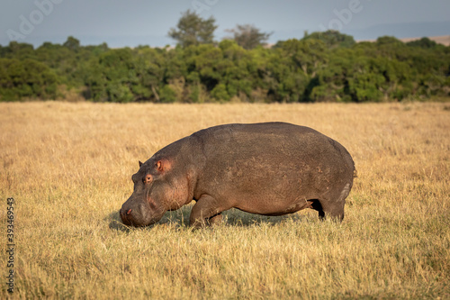 Hippo walking out of water in dry grassy plains of Masai Mara in Kenya