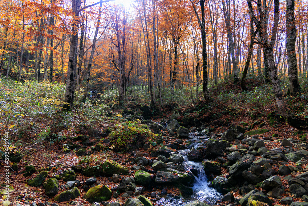 秋のブナ林　渓流　紅葉