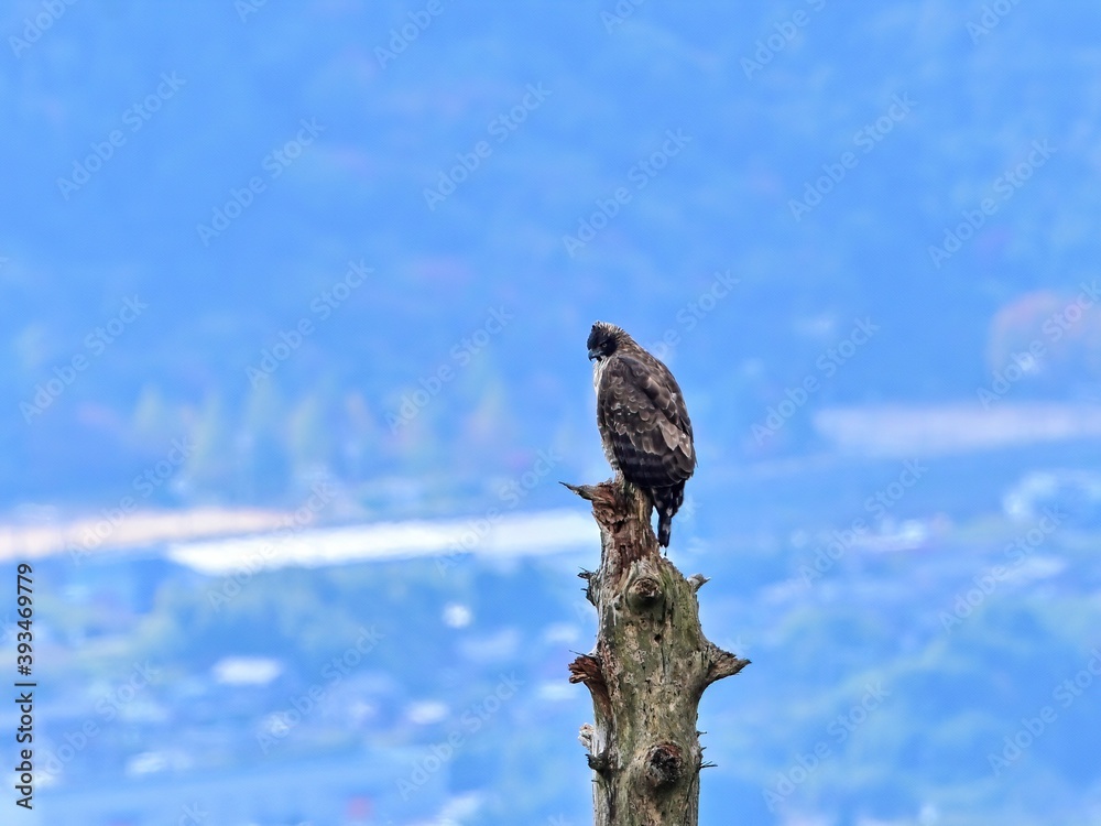 街並みバックにのんびりくつろぐクマタカ成鳥 街並みバックにのんびりくつろぐクマタカ成鳥