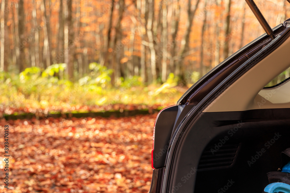 秋のブナ林 紅葉 リアゲートを開けた車 イメージ 秋のブナ林 紅葉 リアゲートを開けた車 イメージ