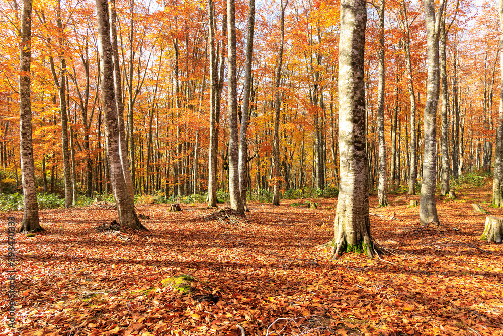 秋のブナ林　紅葉　トレッキング　イメージ