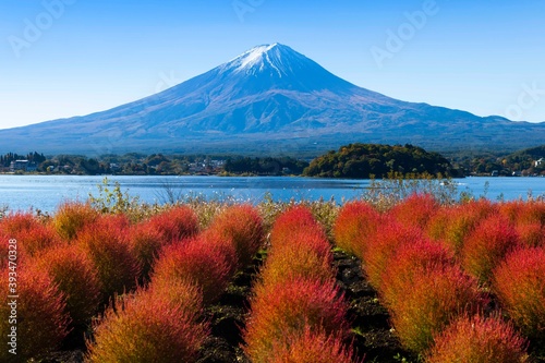 Kokia and Mount Fuji during the autumn leaves at Lake Kawakuchiko Flower Park photo