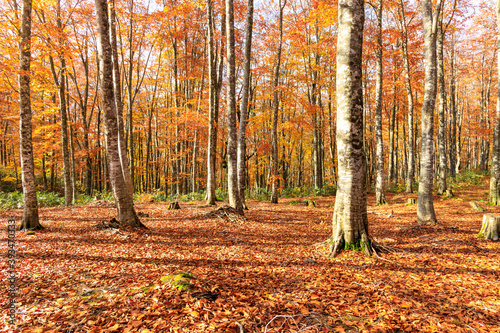 秋のブナ林　紅葉　トレッキング　イメージ © amosfal