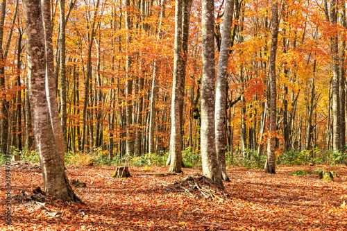 秋のブナ林 紅葉 トレッキング イメージ