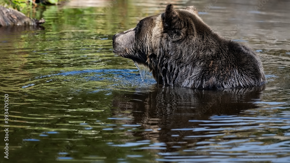 Grizzly Bear (Ursus arctos horribilis) having rest in the river in coastal British Columbia, Canada
