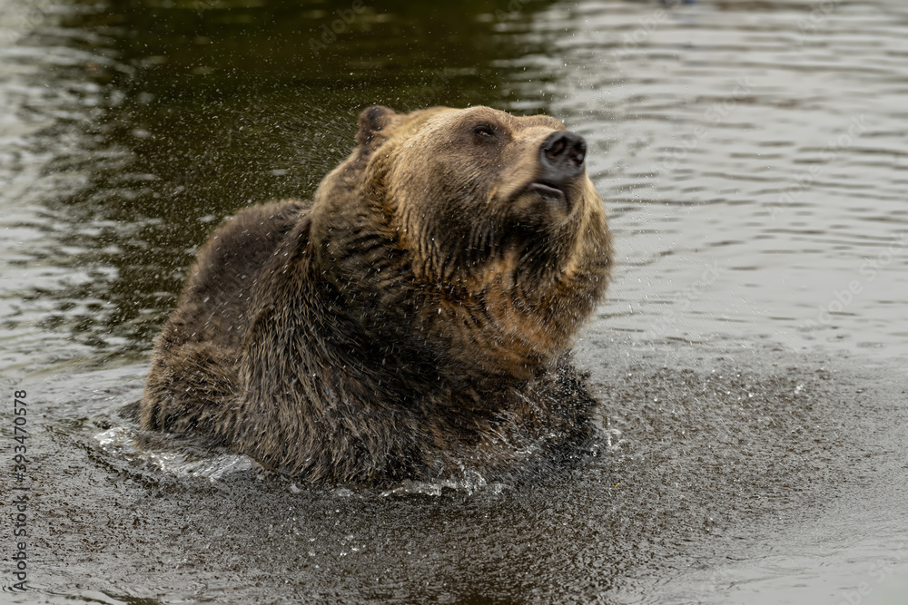 Fototapeta premium Male Grizzly Bear (Ursus arctos horribilis) shaking off the water from his fur, creating a swirl of water droplets in coastal British Columbia, Canada