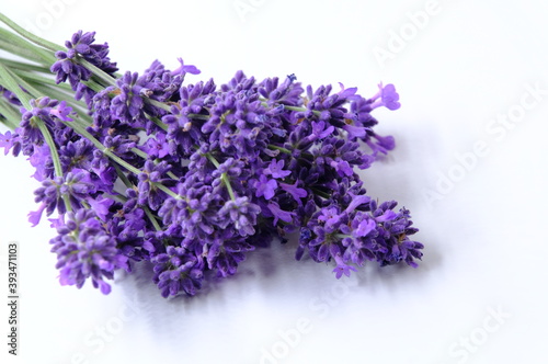 Blue Mountian a violet lavender field in Hokkaido, Lavender flowers bundle
