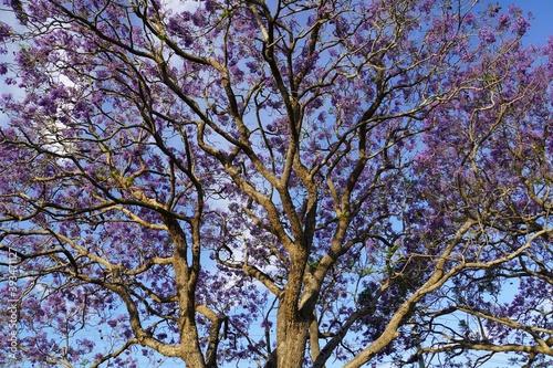 Low Angle View of a Majestic Jacaranda Tree in Bloom against Blue Sky