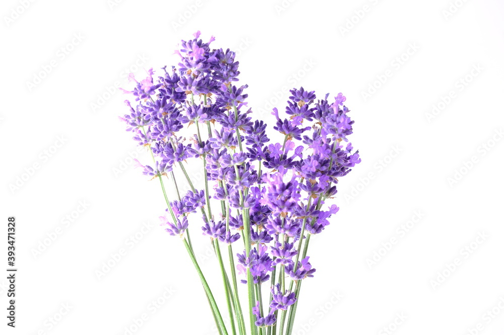 Fototapeta premium Blue Mountian a violet lavender field in Hokkaido, Lavender flowers bundle