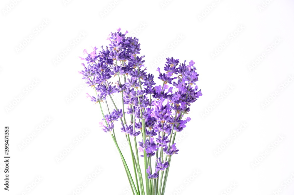Blue Mountian a violet lavender field in Hokkaido, Lavender flowers bundle Blue Mountian a violet lavender field in Hokkaido, Lavender flowers bundle