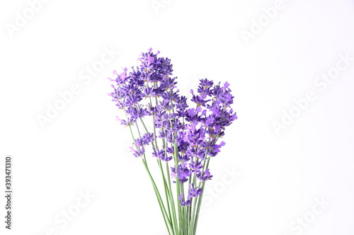 Blue Mountian a violet lavender field in Hokkaido, Lavender flowers bundle