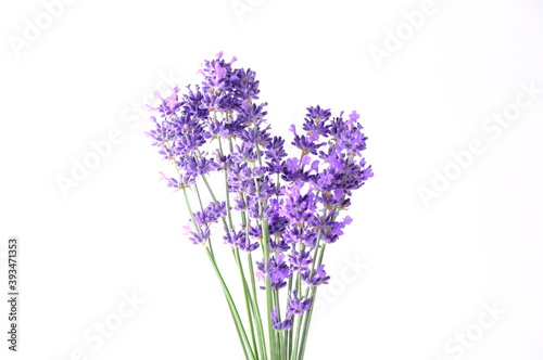 Blue Mountian a violet lavender field in Hokkaido  Lavender flowers bundle