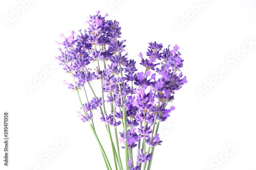 Blue Mountian a violet lavender field in Hokkaido  Lavender flowers bundle