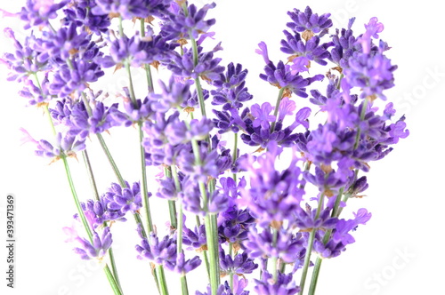 Blue Mountian a violet lavender field in Hokkaido, Lavender flowers bundle