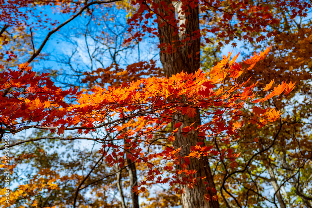 秋の紅葉