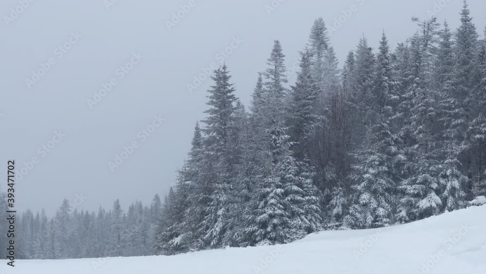 SEAMLESS LOOP VIDEO: Winter Snow Landscape Forest Nature With Snow Covered Winter Trees. 4K.