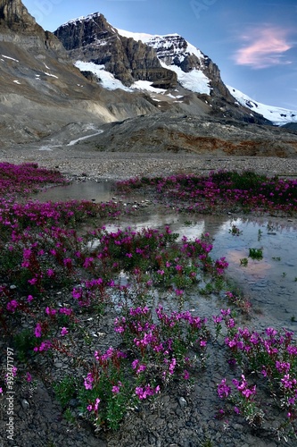 Pink fireweed wildflowers by glacial lake at sunset in Canadian Rockies. Columbia Icefield. Jasper. Albeta. Canada  photo