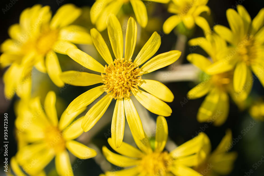 yellow flower yellow flower