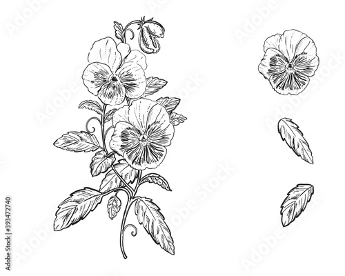 Hand drawn sketch black and white set of pansy, violets flower. Vector illustration. Elements in graphic style label, card, sticker, menu, package. Engraved style illustration.