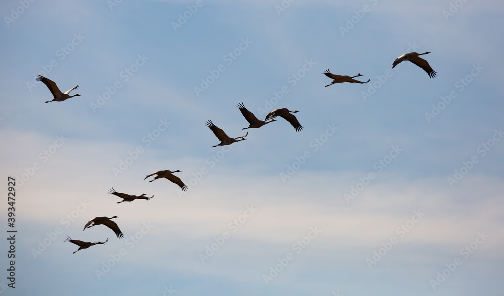 Obraz premium Common cranes flying to breeding grounds, seasonal spring bird migration