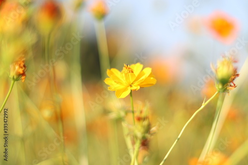 Beautiful cosmos flower colorful in the field outdoor,Portrait.