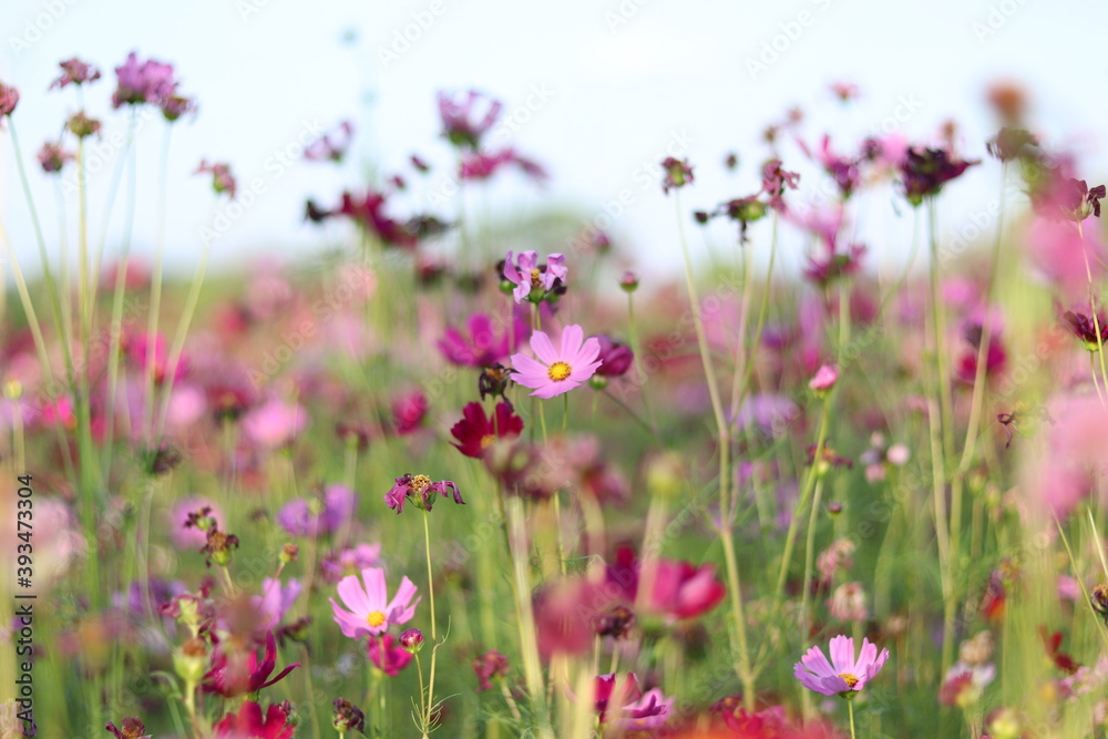 Fototapeta premium Beautiful cosmos flower colorful in the field outdoor,Portrait.