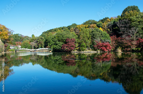 町田薬師池公園 秋景色｜薬師池とたいこ橋に深まる紅葉が彩りを与えています