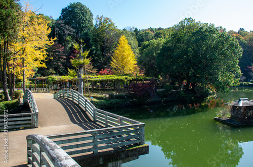 町田薬師池公園　秋景色｜薬師池とたいこ橋に深まる紅葉が彩りを与えています